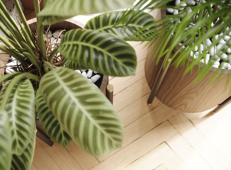 Plantas de decorao | Laskasas